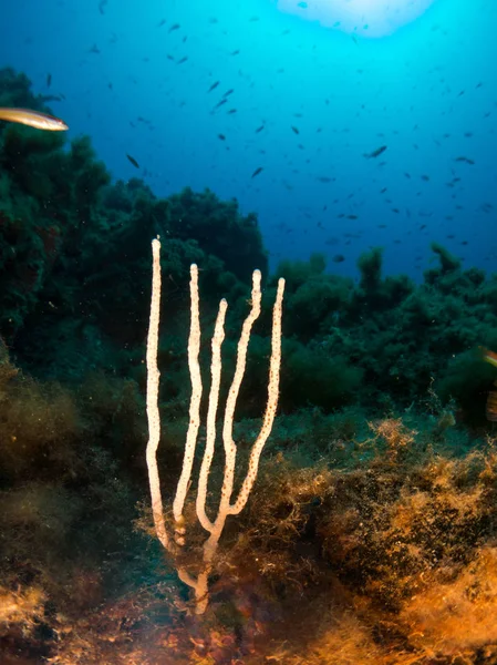 Meeresboden Mit Korallen Und Makro — Stockfoto