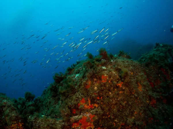 Морское Дно Кораллами Макросом — стоковое фото