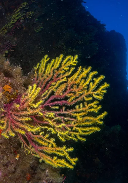 有珊瑚和巨藻的海床 — 图库照片