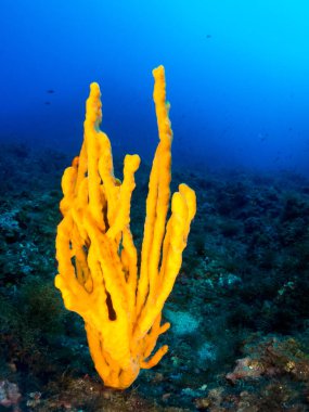 Denizin altında makroyla çıplak dallar