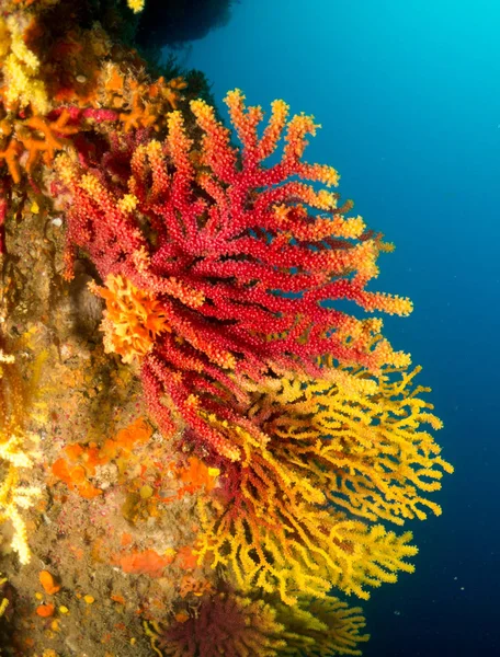 Denizin altında makroyla çıplak dallar