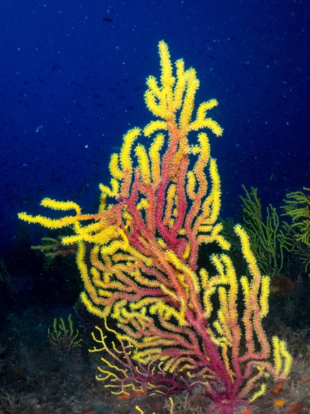 Nudibranch Com Macro Sob Mar — Fotografia de Stock
