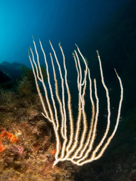 Nacktschnecke Mit Makro Unter Dem Meer — Stockfoto