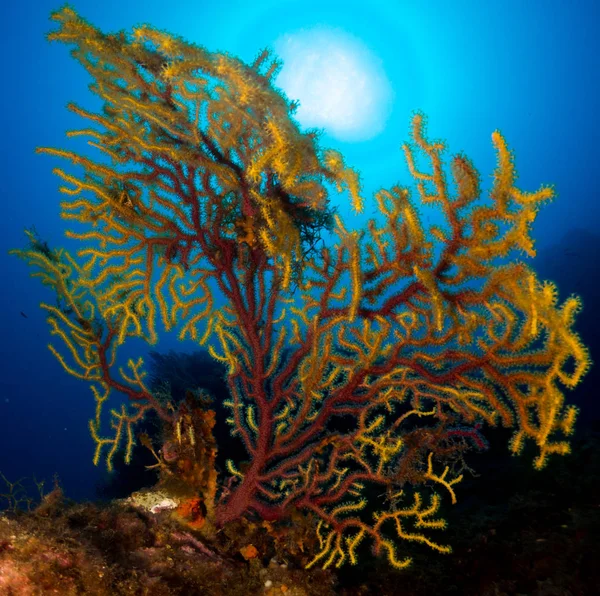 海底有巨藻的裸枝 — 图库照片