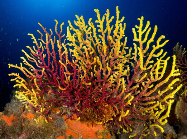 Nakengren Med Makro Havet — Stockfoto