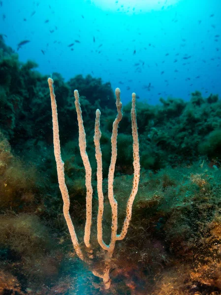 Nacktschnecke Mit Makro Unter Dem Meer — Stockfoto