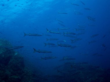 deniz dibinde balık birçok ile birlikte