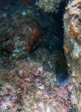 deniz dibinde balık birçok ile birlikte