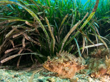 deniz dibinde balık birçok ile birlikte