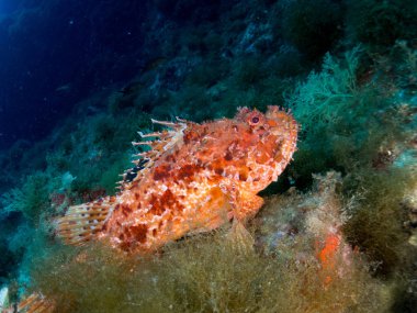 deniz dibinde balık birçok ile birlikte