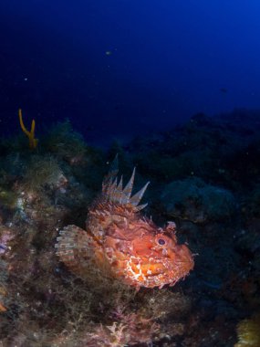 deniz dibinde balık birçok ile birlikte