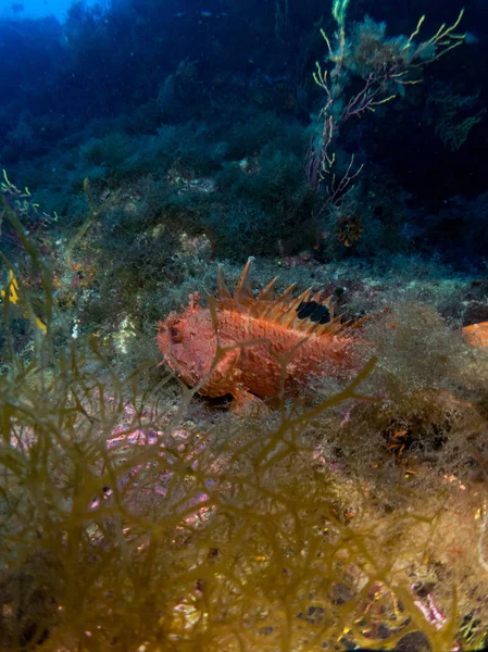 Meeresboden Mit Vielen Fischen — Stockfoto