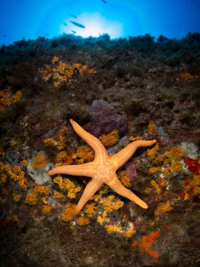 deniz yıldızlı deniz arkaplanı