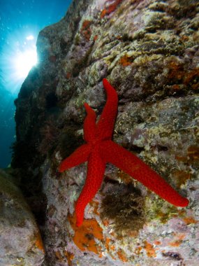 deniz yıldızlı deniz arkaplanı