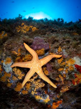 deniz yıldızlı deniz arkaplanı