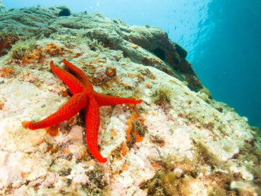 deniz yıldızlı deniz arkaplanı