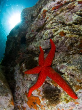 deniz yıldızlı deniz arkaplanı