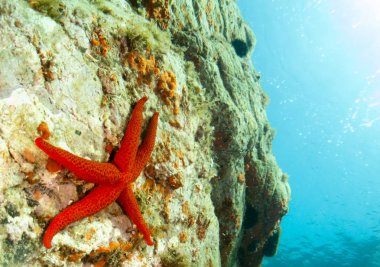 deniz yıldızlı deniz arkaplanı