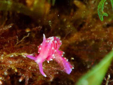 Nudibranchs ortamlarında