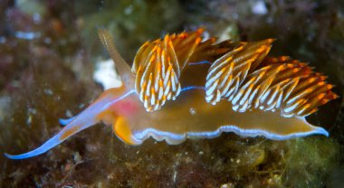 Nudibranchs ortamlarında