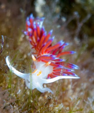 Nudibranchs ortamlarında