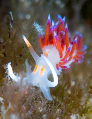 Nudibranchs ortamlarında