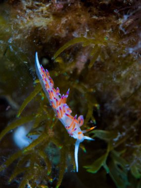 Nudibranchs ortamlarında