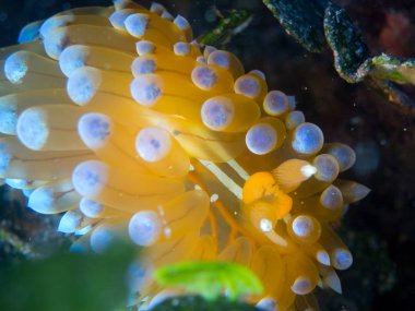 Nudibranchs ortamlarında