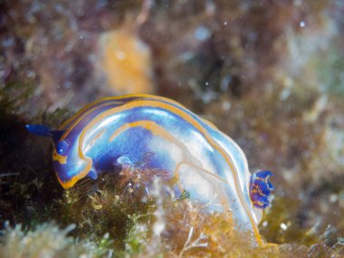 Nudibranchs ortamlarında