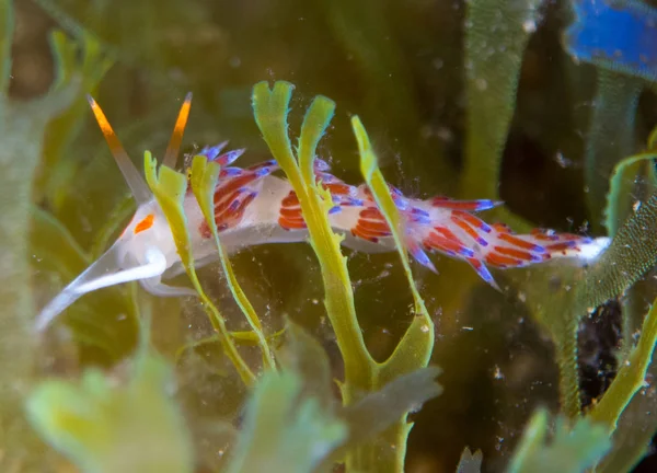 Nudibranchs Habitat — Stock Photo, Image