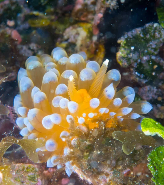 Nudibranchi Nel Loro Habitat — Foto Stock