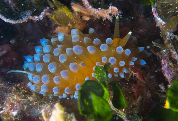 Nudibranches Dans Leur Habitat — Photo