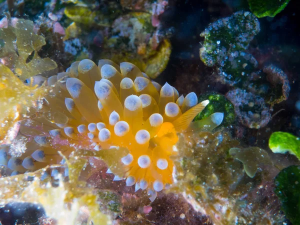 Nudibranchs Jejich Prostředí — Stock fotografie