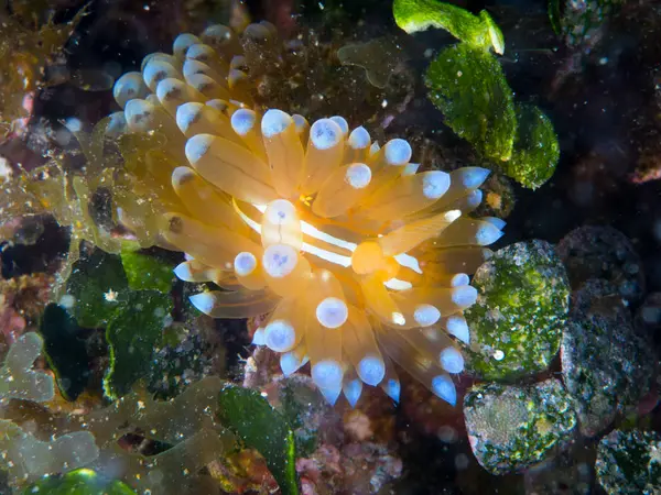 Nudibranchi Nel Loro Habitat — Foto Stock