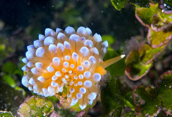 Nudibranchs Jejich Prostředí — Stock fotografie