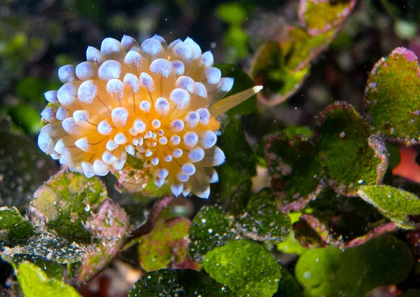 Nudibranquios Hábitat —  Fotos de Stock