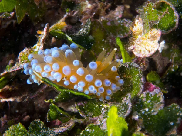 Nudibranchi Nel Loro Habitat — Foto Stock