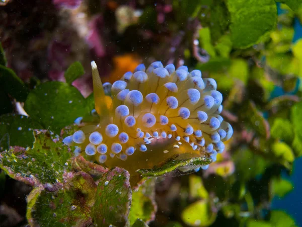 Nudibranchi Nel Loro Habitat — Foto Stock