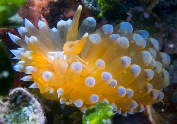 Nudibranchs Jejich Prostředí — Stock fotografie