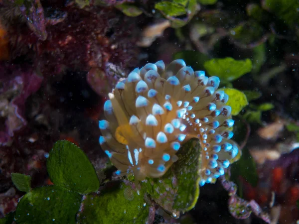 Nudibrânquios Seu Habitat — Fotografia de Stock