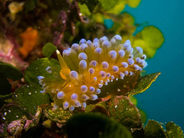 Nudibranchs Jejich Prostředí — Stock fotografie