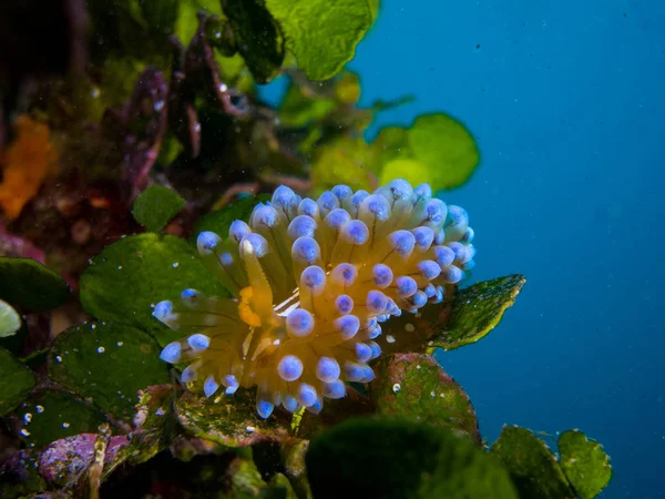 Nudibranchs Jejich Prostředí — Stock fotografie