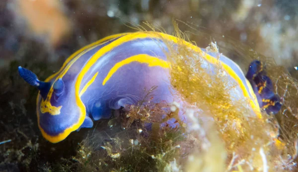 Nudibranchs Jejich Prostředí — Stock fotografie