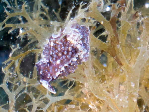 Nudibranchs Ich Naturalnym Siedlisku — Zdjęcie stockowe