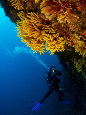 mavi deniz arka planda mercan ve makro ile costa brava