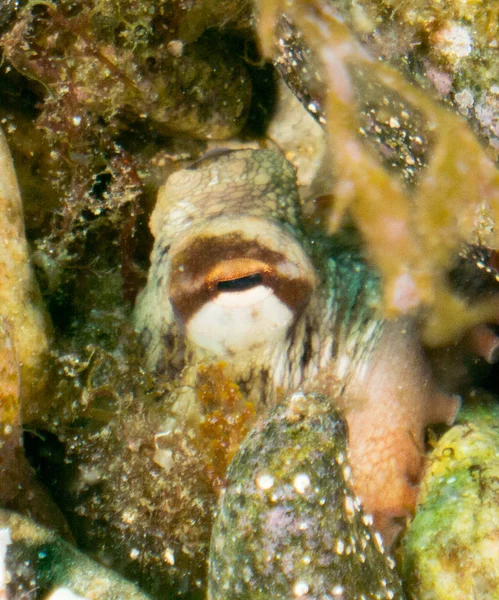 Cefalópodos Pulpo Calamares Hábitat —  Fotos de Stock