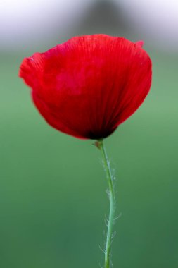 makro bir çok ayrıntı ile çiçek