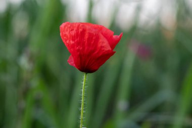 makro bir çok ayrıntı ile çiçek