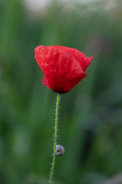 makro bir çok ayrıntı ile çiçek