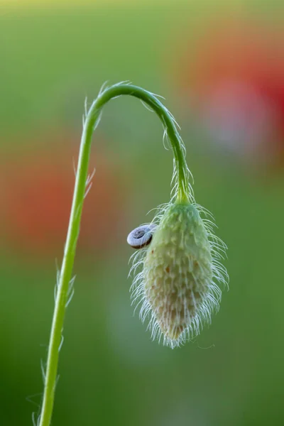 Fleur Avec Macro Dans Beaucoup Détails — Photo